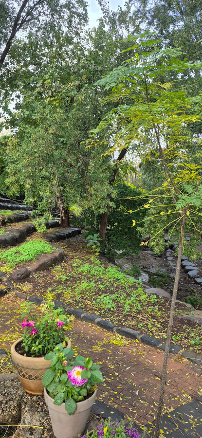 מאיולה: בית.קפה.טבע
